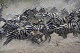 Tanzania, Serengeti Safari zebras  by Diana Robinson