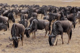 Ngorongoro wildebeest, Tanzania Safari  by Jorge Cancela