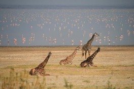 Lake Manyara, Tanzania Safari  by Marc Veraart