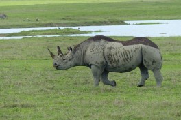 Tanzania Safari, Ngorongoro Crater rhino  by Roman Boed