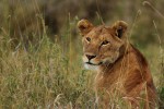 Lioness on Serengeti Safari, Tanzania  by Navin Sigamany