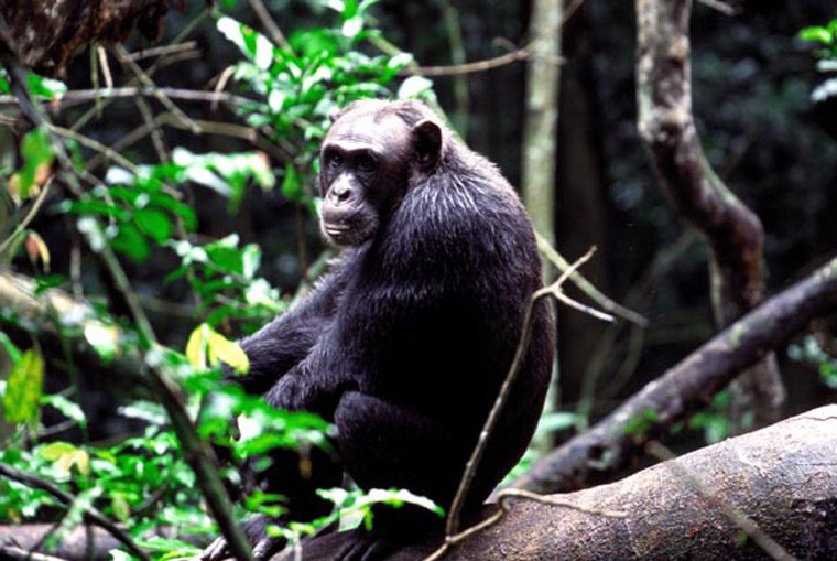 Uganda Gorilla Trek 4 Day Package From Kampala