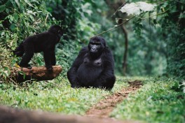 Bwindi mountain gorillas  by Cristoffer Crusell