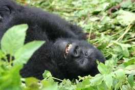 Happy gorilla  by Derek Keats