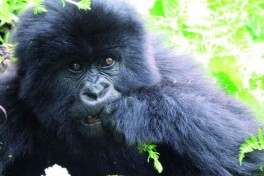 African Mountain Gorilla 