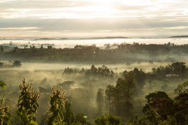 Scenery in Kibale Park 