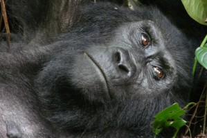 Bwindi gorilla by Mark Jordahl