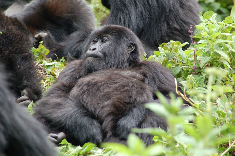 Gorilla family