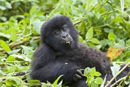 Young gorilla  by 
Hjalmar Gislason