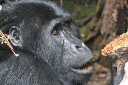 Bwindi gorilla  by guido da rozze