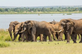 Elphants in Murchison 