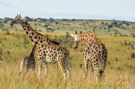 Giraffes in Murchison 