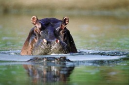 Hippo Image 