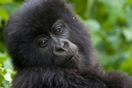 African Mountain Gorilla  by Hjalmar Gislason