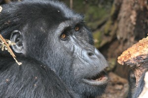 Bwindi gorilla by guido da rozze