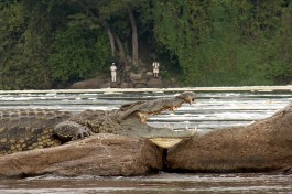 Alligator in Murchison 