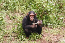 Chimpanzee tracking 