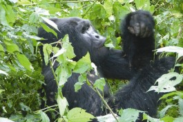 African Mountain Gorillas 