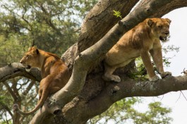 Tree climbing lion in Ishasha 