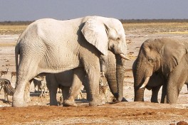 Etosha Elephants 