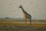 Chobe Giraffe 