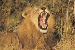 Botswana Safari, Hwange lion 