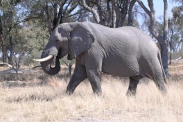 Chobe 