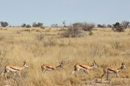 Springbok 