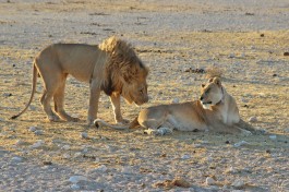 Etosha lions 