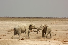 Etosha elephants  