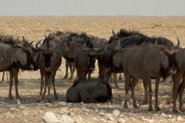 Wildebeest in Etosha 