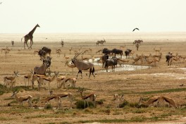 Etosha game at watering hole 