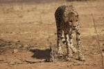 Etosha cheetah 