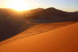 Namib dune 