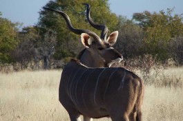 Kudu bull 