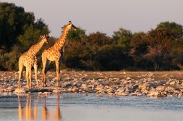 Giraffe in Etosha 