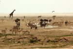 Etosha wildlife 
