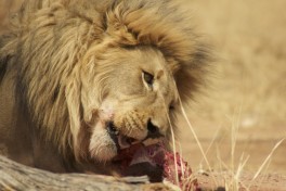 Etosha lion 