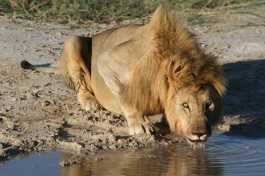 Etosha lion 