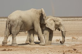Etosha elephants 