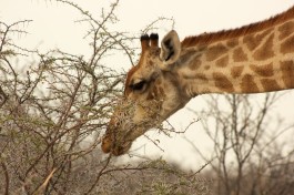 Etosha giraffe 